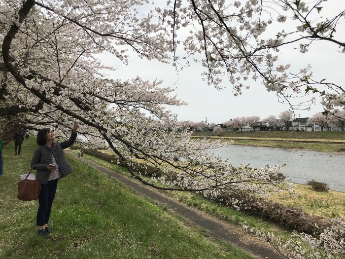 Toyoko and the sakura overlooking the river