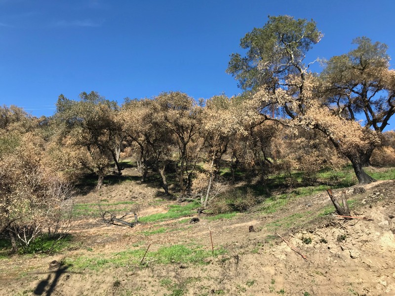 Burned oak tree groves all along the hillside on Silverado Trail